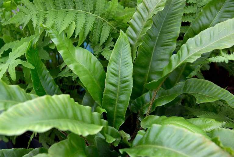 Types of Fern to Grow in the UK 