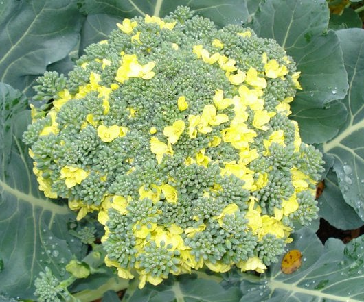 Understanding Broccoli and Its Flowers