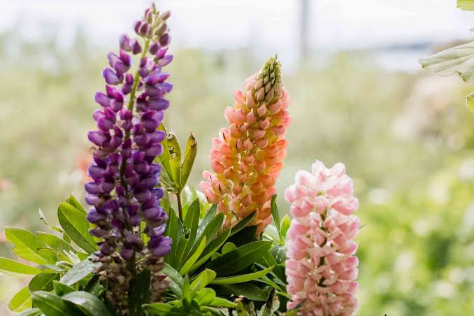 Understanding Lupin Plants