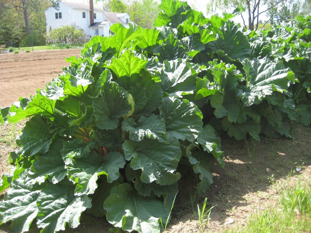 Understanding Rhubarb Growth