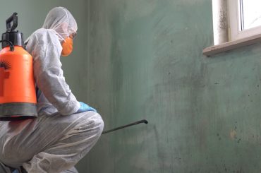 Understanding the Process of a Free Mold Inspection and What to Expect