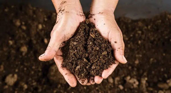 Use The Right Type of Soil