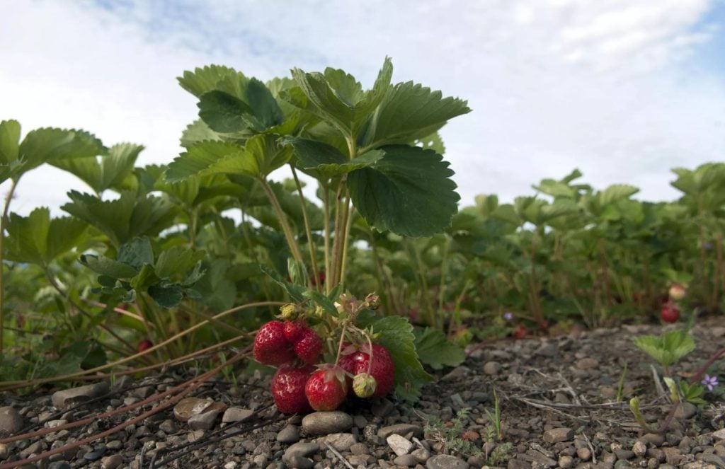 Use the Best Time to Transplant Strawberry Runners