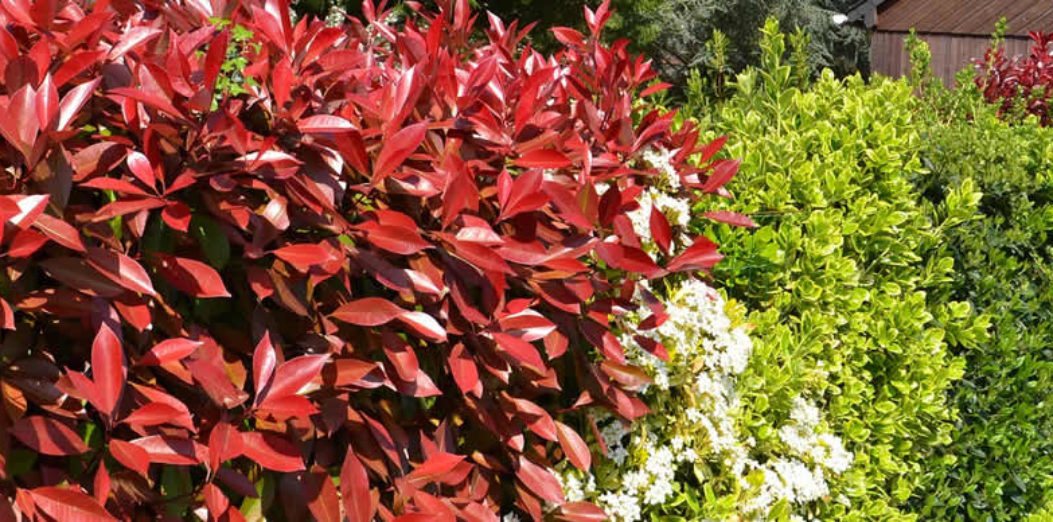 Uses of Photinia Red Robin