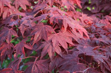Using Ericaceous Compost To Grow Acers