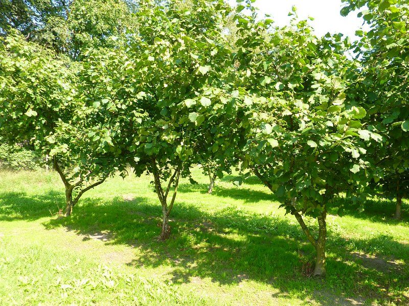 Using Hazelnut Trees in Your Yard