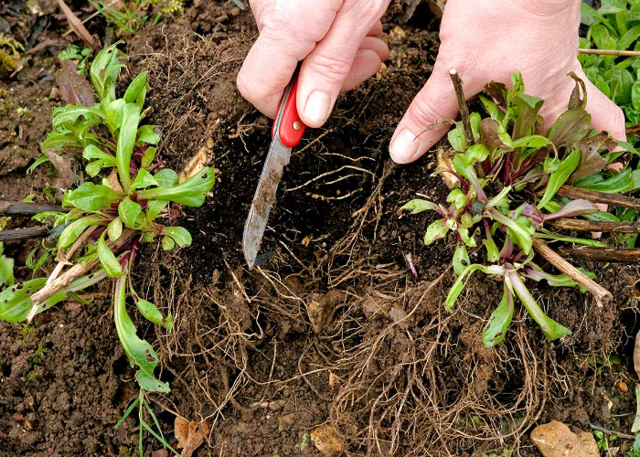 Using Soft Stem Cuttings