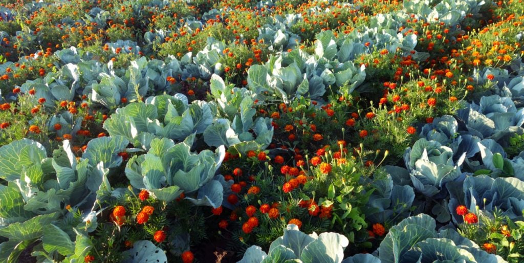 Using the Marigold Plant as a Pest Repellent