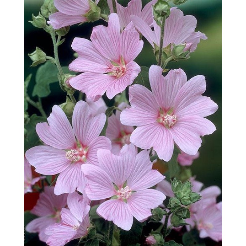 Usual Annual Growth Cycle of Lavatera Rosea