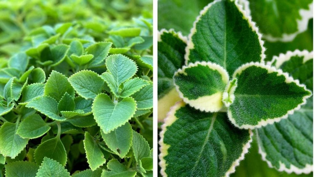 Variegated Borage (Borago Officinalis Variegata')