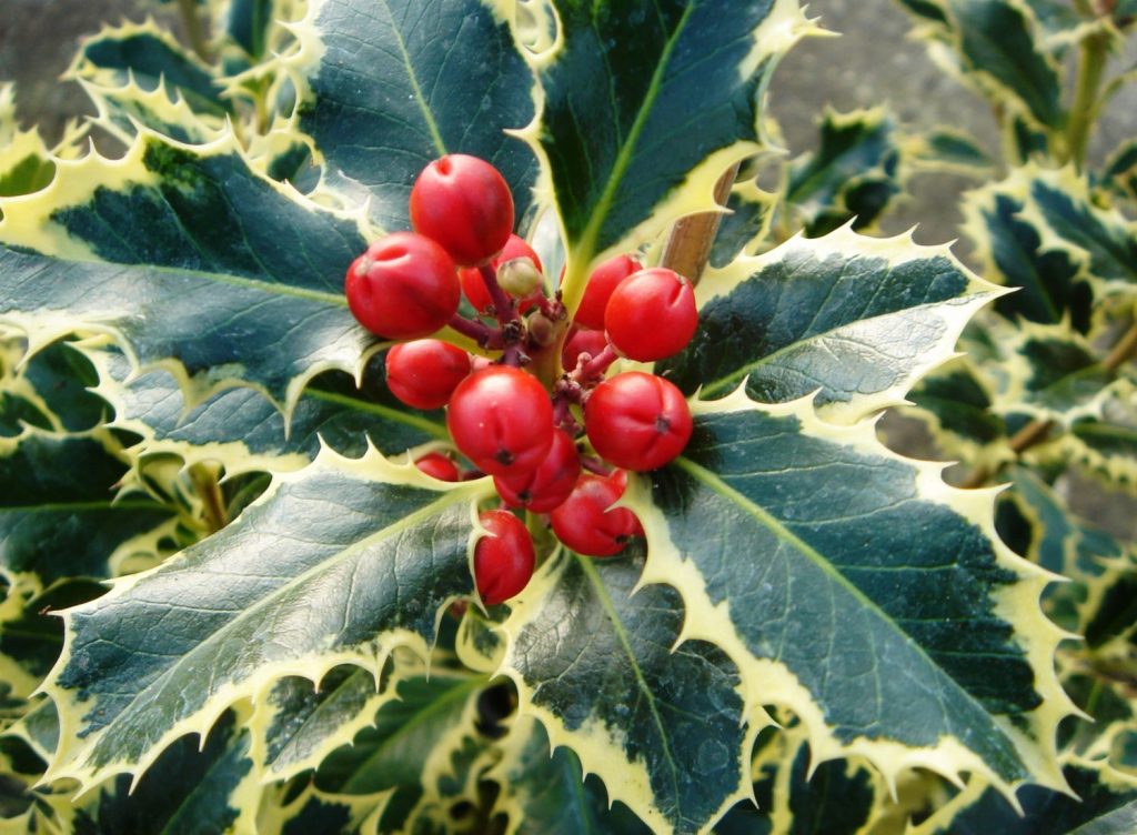 Variegated Holly