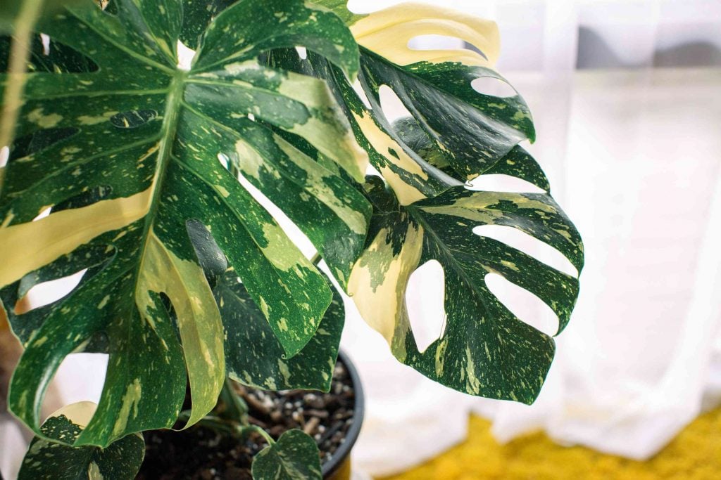 Variegated Monstera