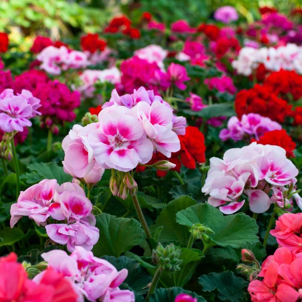 Varieties of Geranium Seeds for Garden Centers