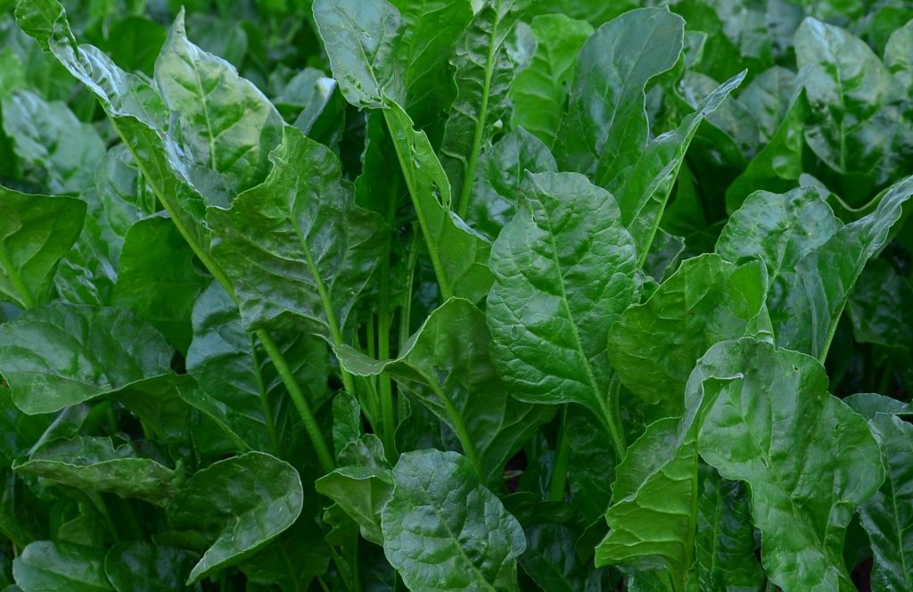 Variety of Spinach Suitable to Hot Weather