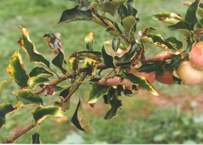 Various Nutrient Deficiency in Apple Trees