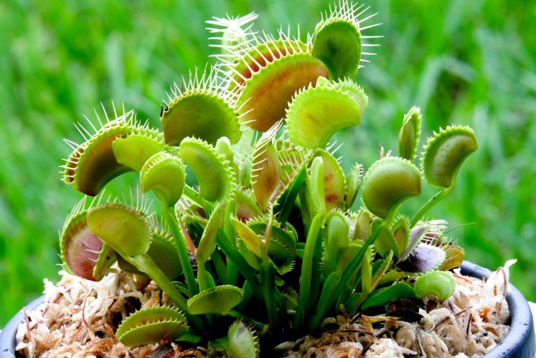  Venus Fly Trap Care & Growing Tips in the UK 