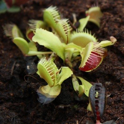 Venus Fly Trap Caring Guide