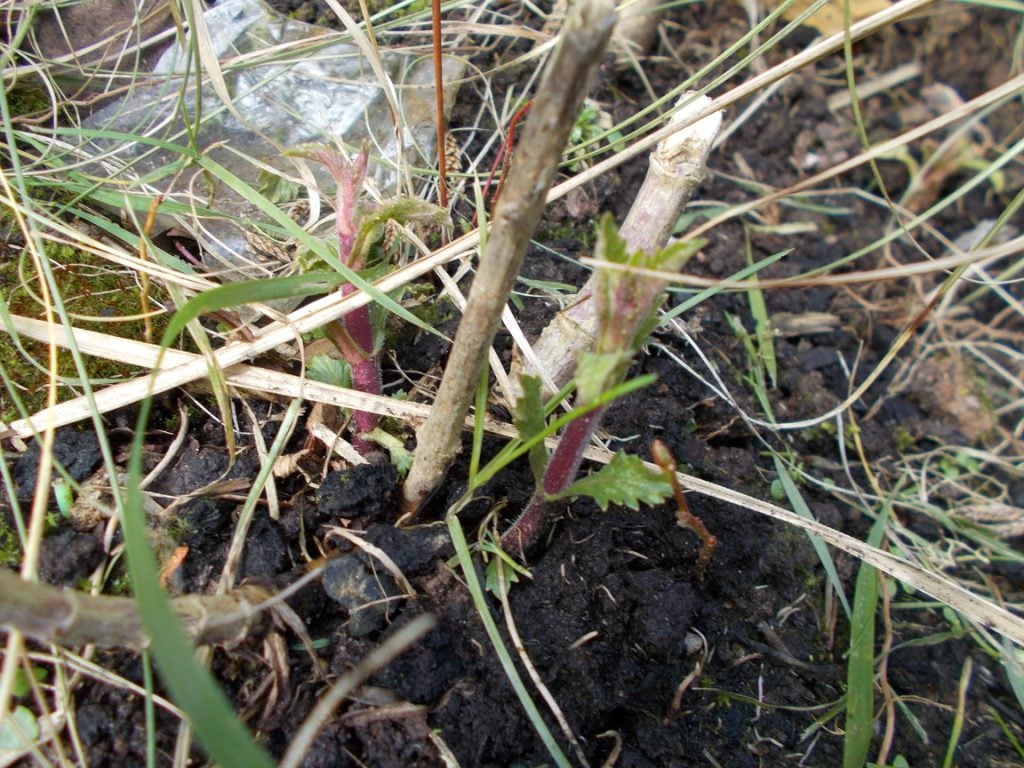 Verbena Pruning of Perennial Types