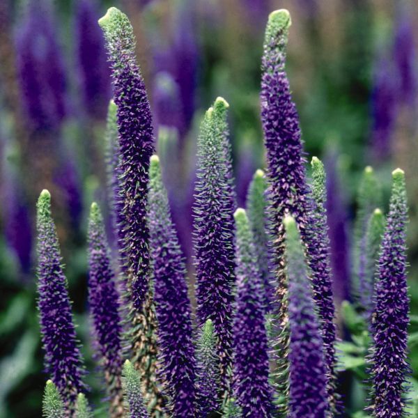 Veronica Spicata ‘Royal Candles’