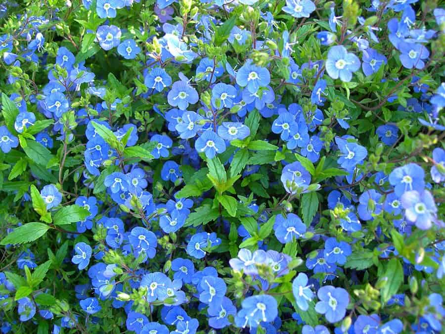 Veronica ‘Georgia Blue’