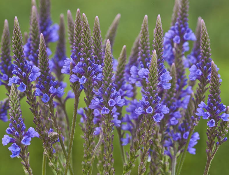 Vervain 