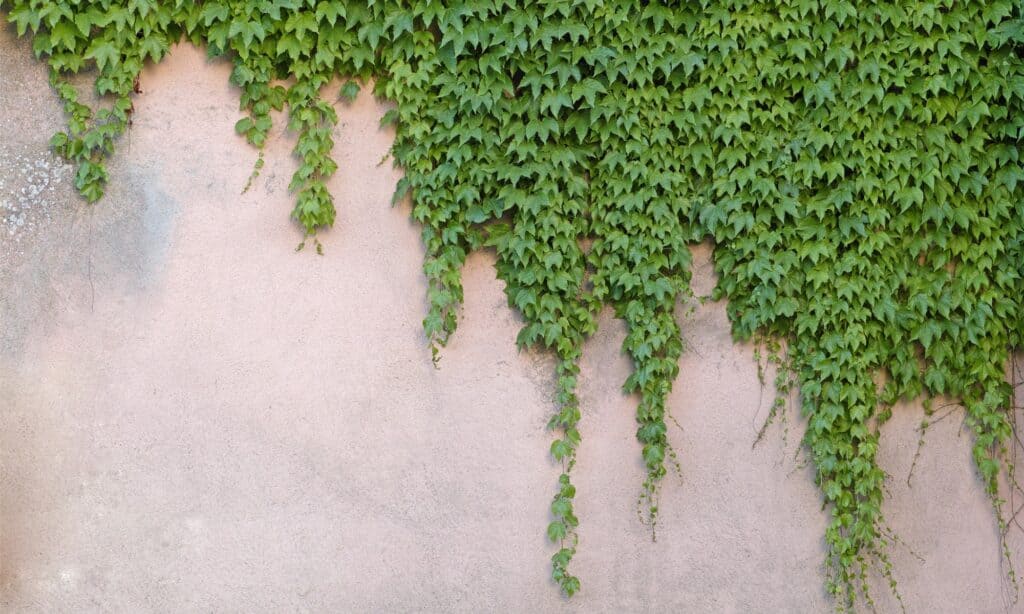 Virginia Creeper (Parthenocissus quinquefolia)