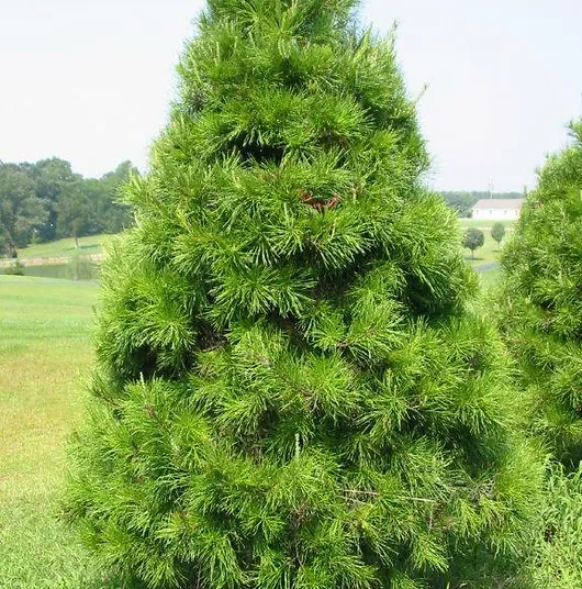 Virginia Pine