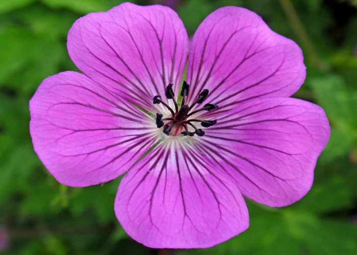 Wallichianum ‘Rosetta’