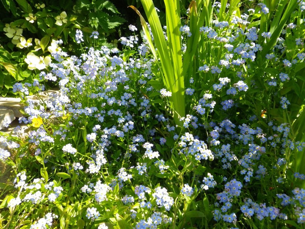 Water Forget-Me-Not