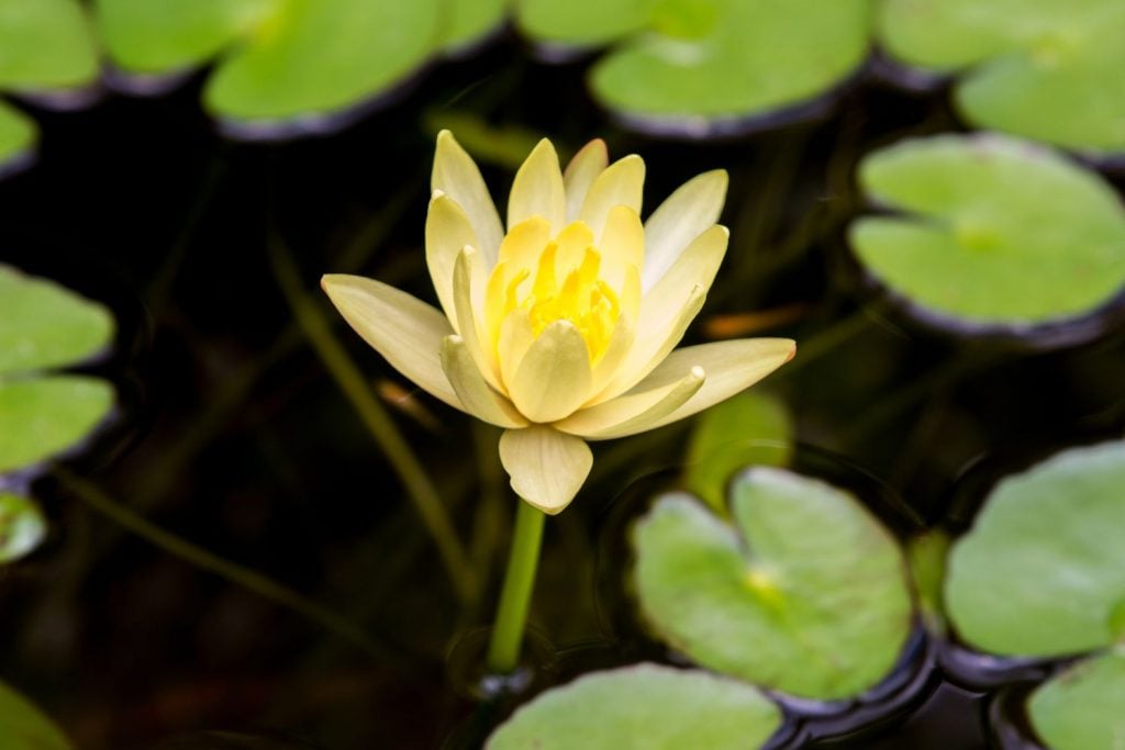 Water Lilies