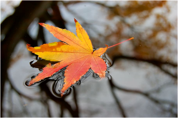 Water On The Leaves