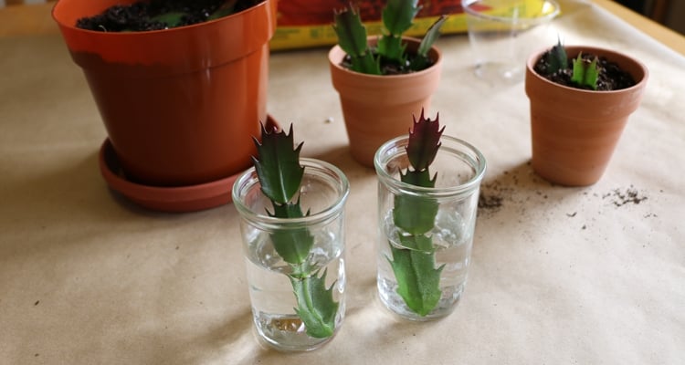 Water Propagation