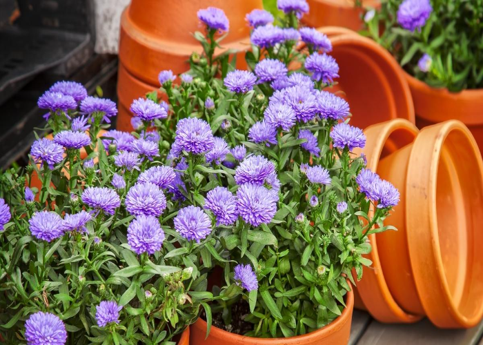 Water Requirement for Asters