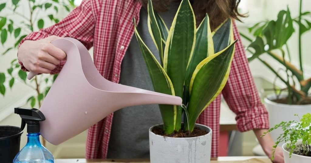 Dracaena Trifasciata 'Snake Plant' Care Guide The Arches