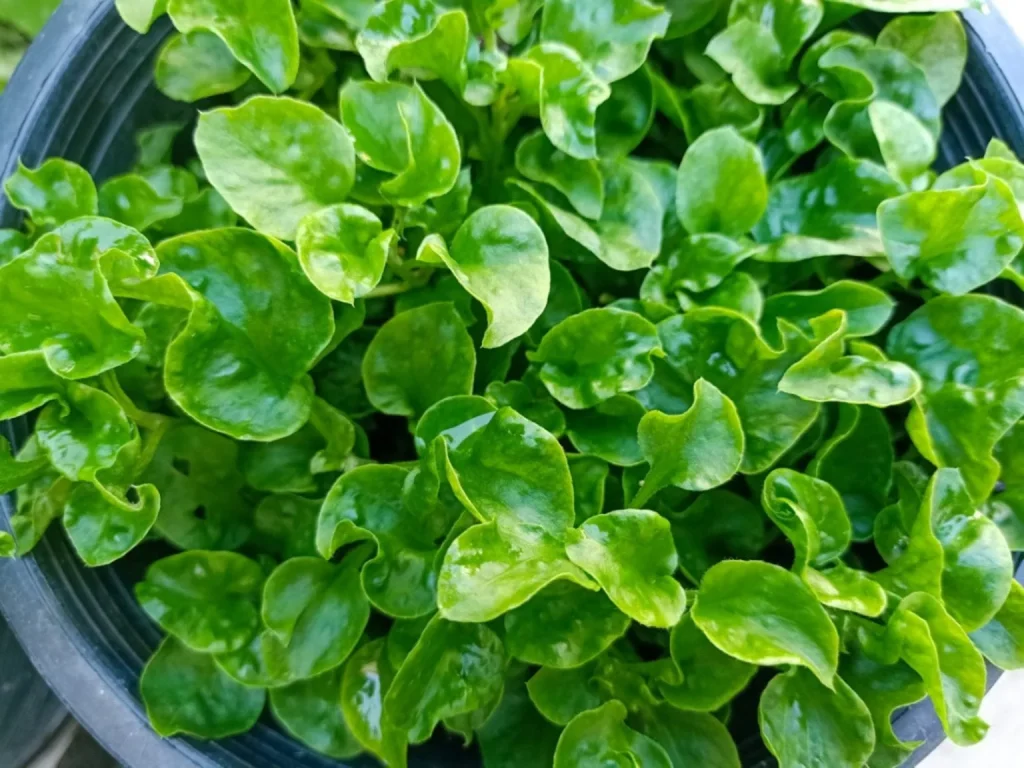 Watercress