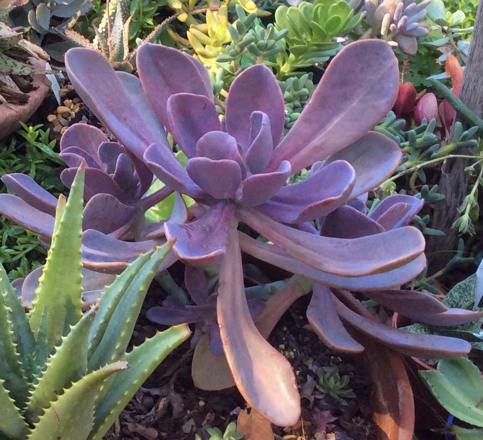 Watered plants