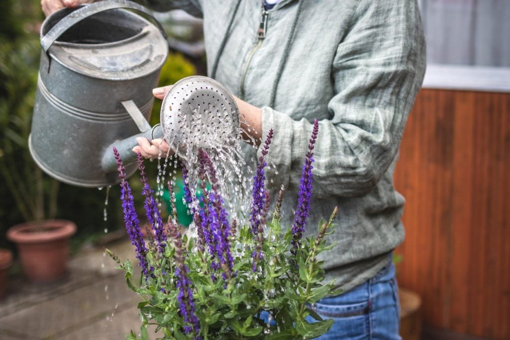 Watering