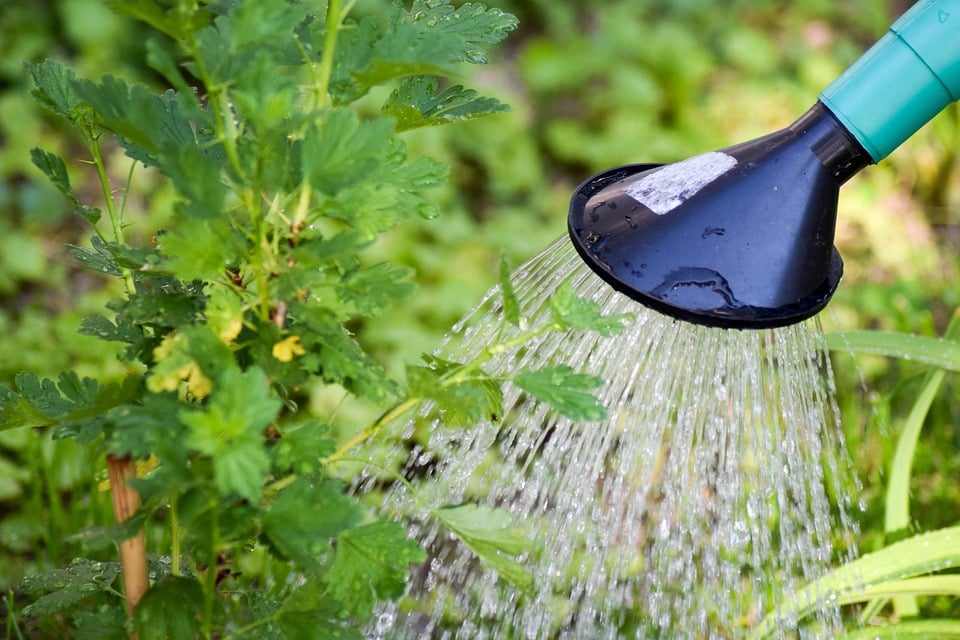 Watering