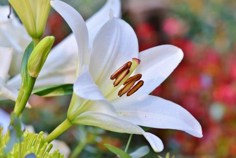 How to Grow and Care for Asiatic Lilies The Arches
