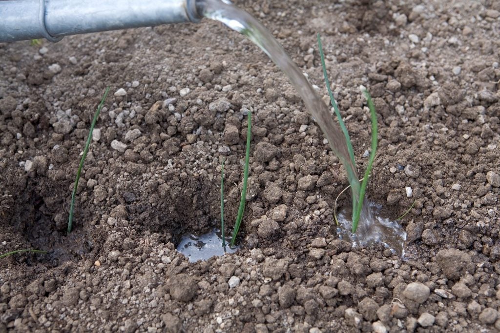 Watering Leeks