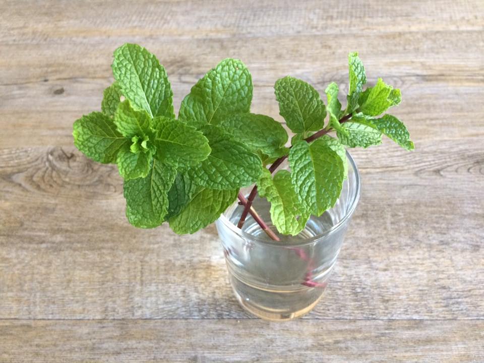 Watering Mint