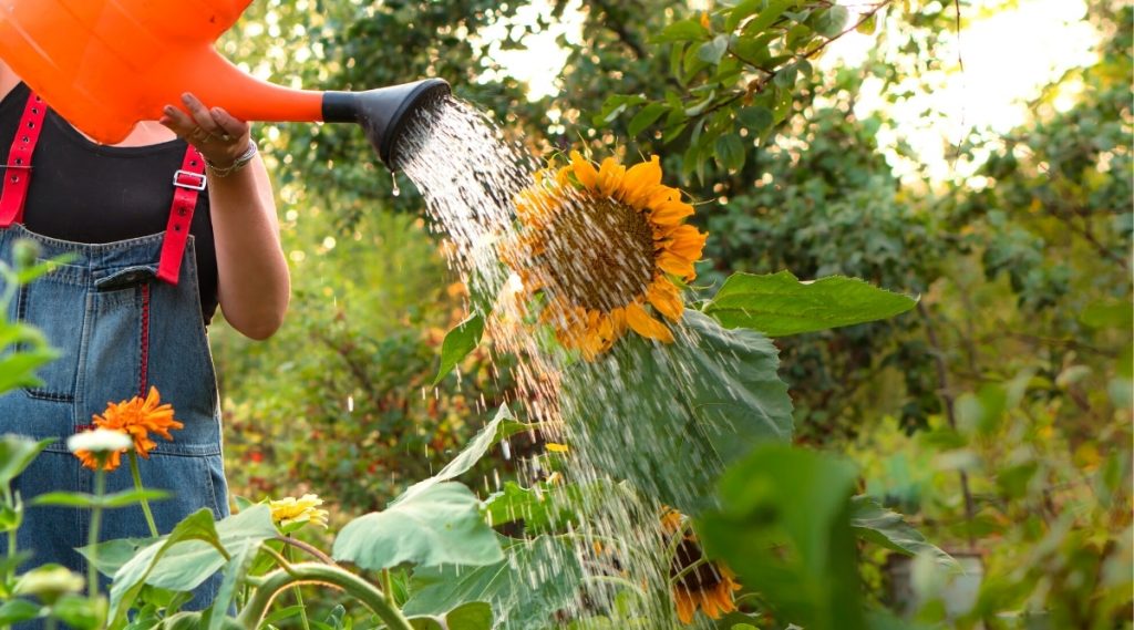 Watering Sunflowers