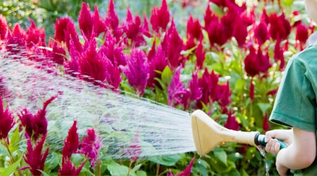 Watering and Deadheading