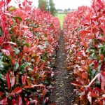 Why is My Red Robin Plant Dying? - The Arches