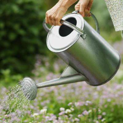 Watering the Nigella Plant