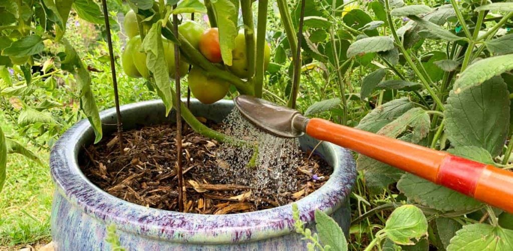 Watering the Right Way