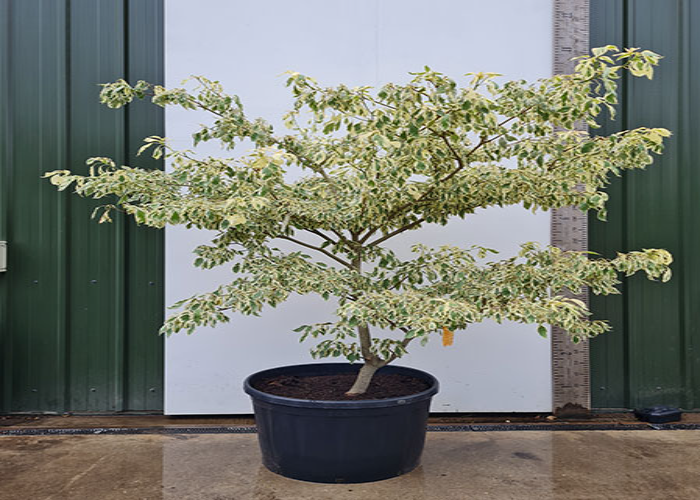 Wedding Cake Tree