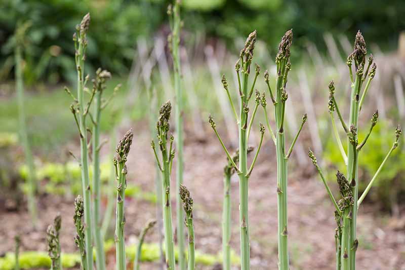 Weed Out Female Plants and Other Competitors