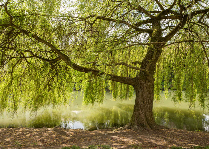 Weeping Willow