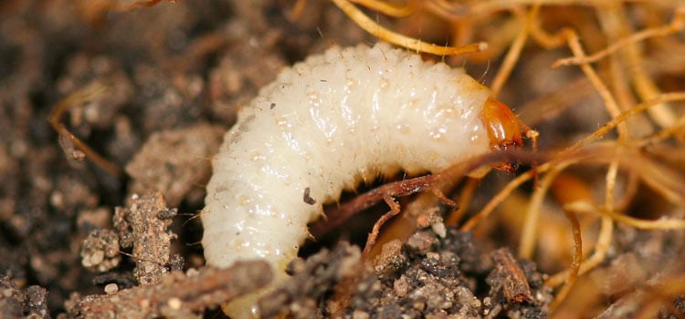 Weevil grubs in pots